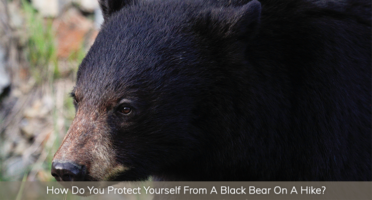 how-to-protect-yourself-from-a-black-bear-on-a-hike