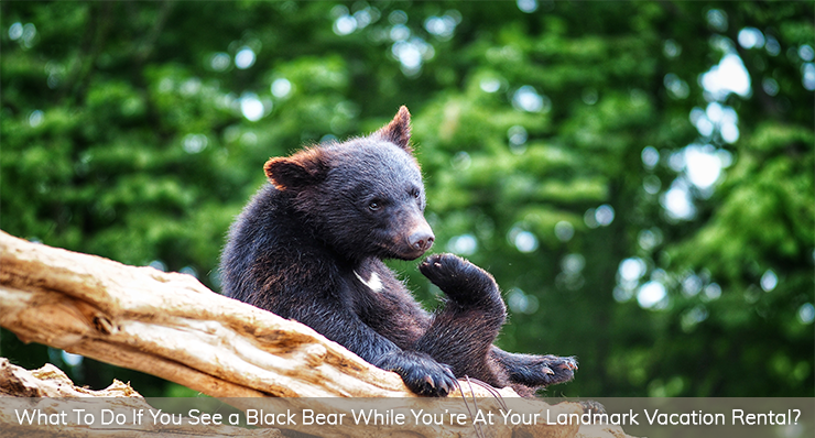 WHAT-TO-DO-IF-YOU-SEE-A-BLACK-BEAR-LVR
