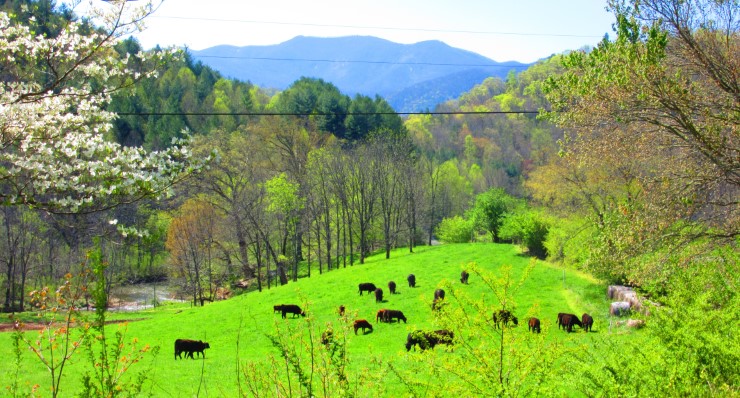 where to stay in western north carolina