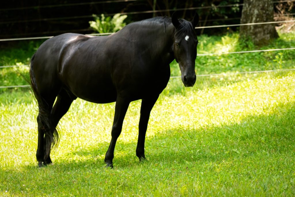 Tips for Packing to Ride Horseback