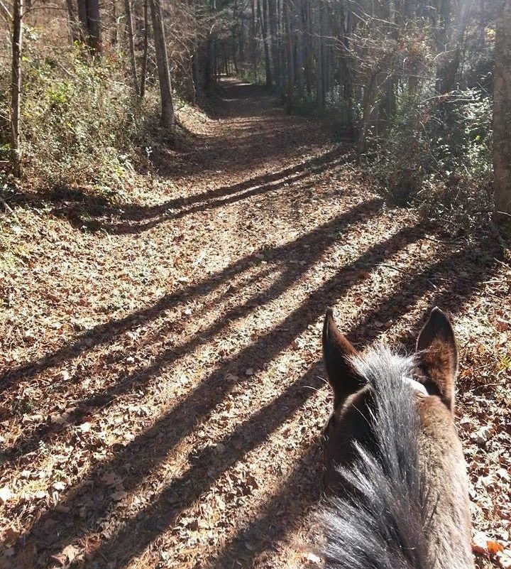 Where Can I Go Horseback Trail Riding in North Carolina