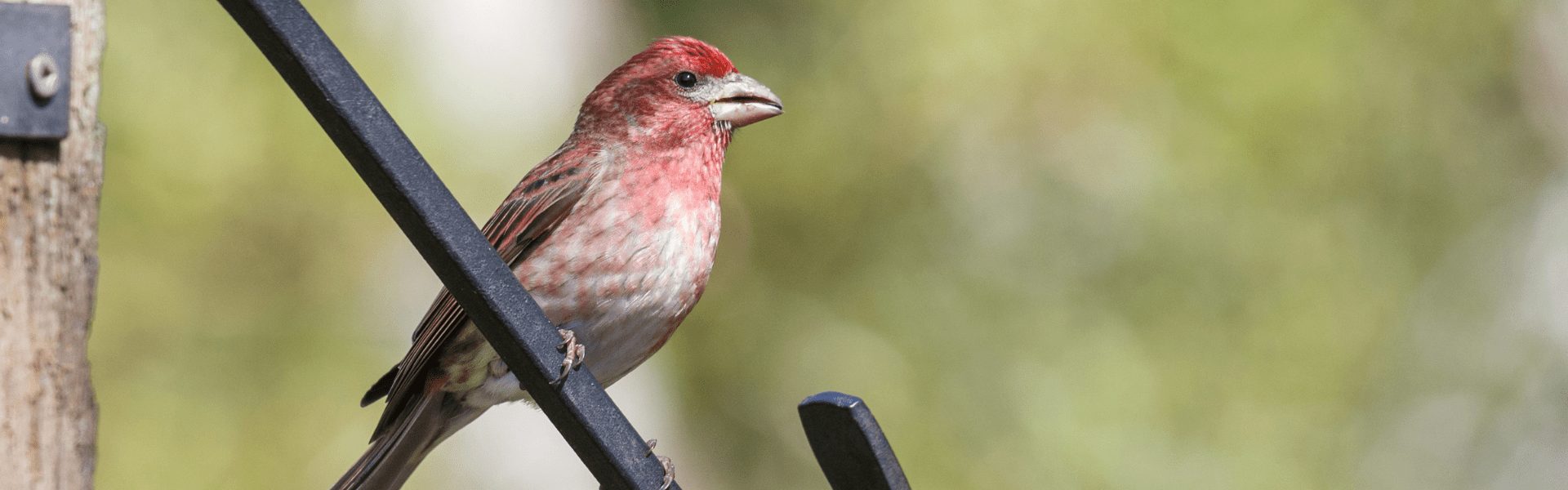 A Peek at Birding in Western North Carolina